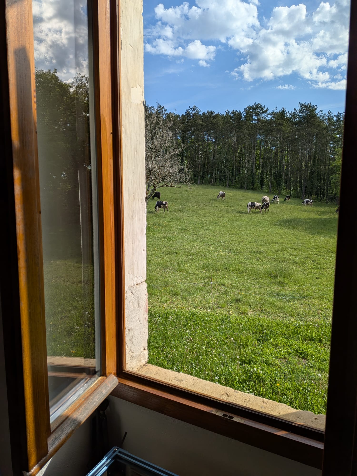 Vista desde la ventana del taller al prado con vacas en Les Arques